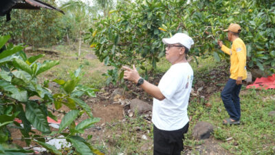 Sukseskan G30PB, Bupati Thariq Integrasikan Kopi Liberika dengan Durian