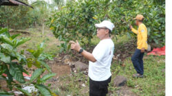 Sukseskan G30PB, Bupati Thariq Integrasikan Kopi Liberika dengan Durian