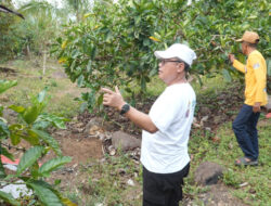 Sukseskan G30PB, Bupati Thariq Integrasikan Kopi Liberika dengan Durian
