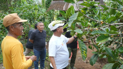 Sukseskan G30PB, Bupati Thariq Integrasikan Kopi Liberika dengan Durian