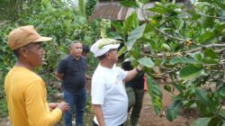 Sukseskan G30PB, Bupati Thariq Integrasikan Kopi Liberika dengan Durian